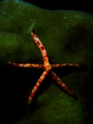 Tiny 2 inch star fish by Marylin Batt 